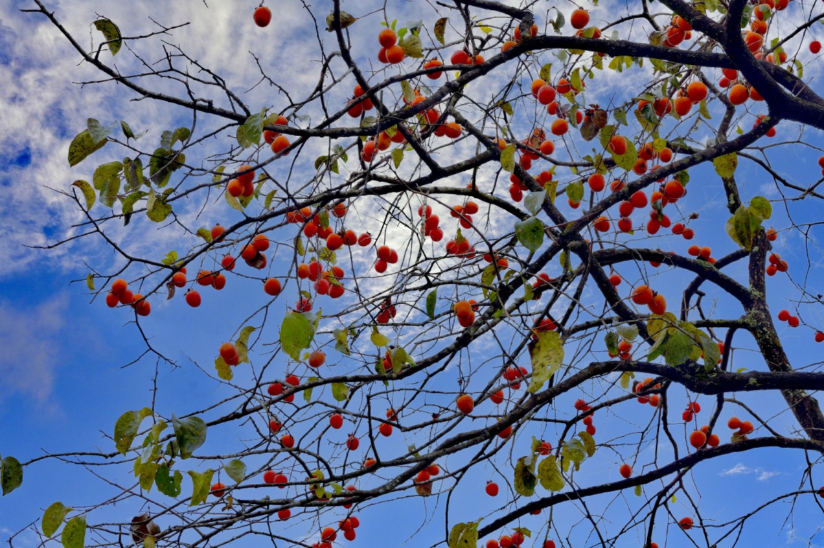好柿连连 - 摄影师159498186426117 - 图虫