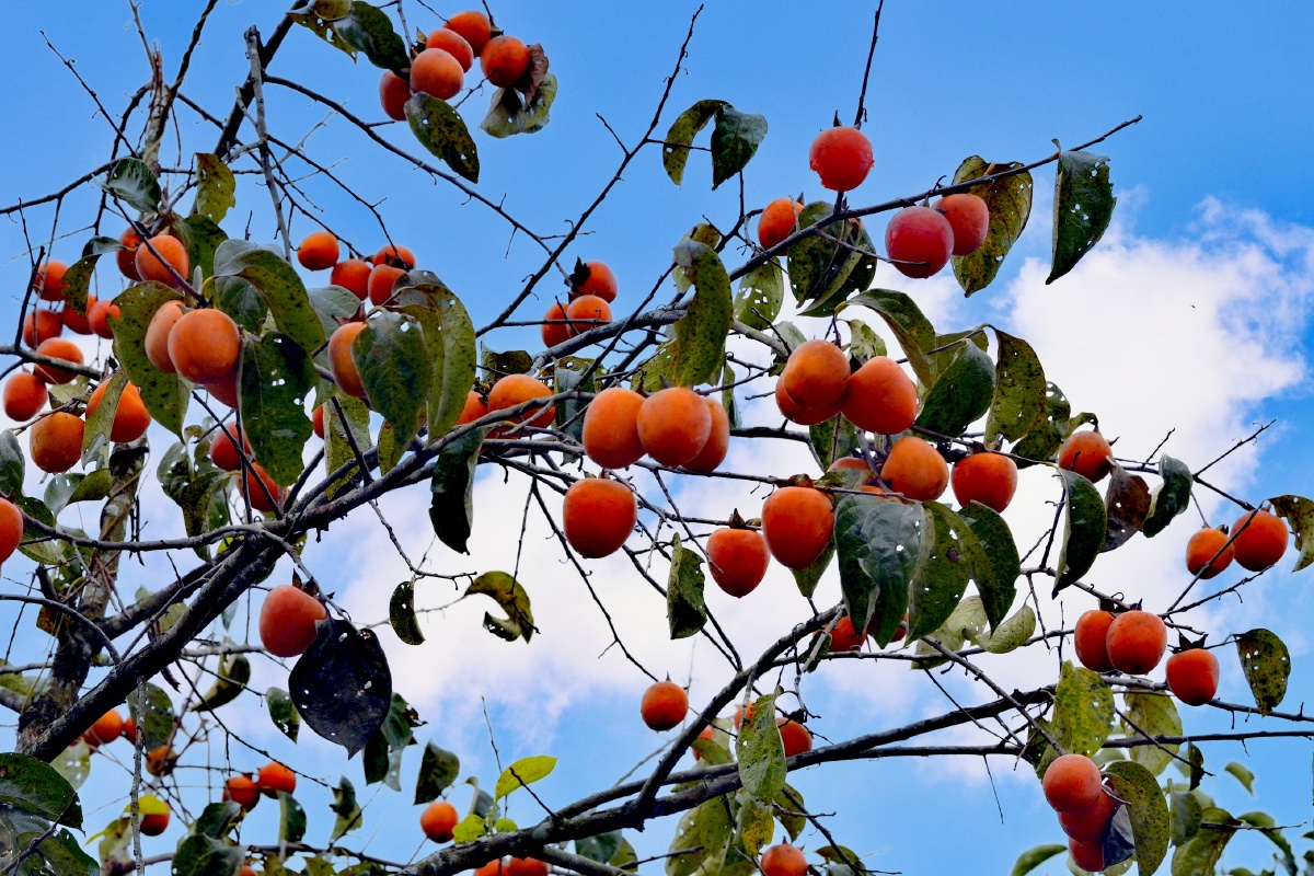 好柿连连 - 摄影师159498186426117 - 图虫