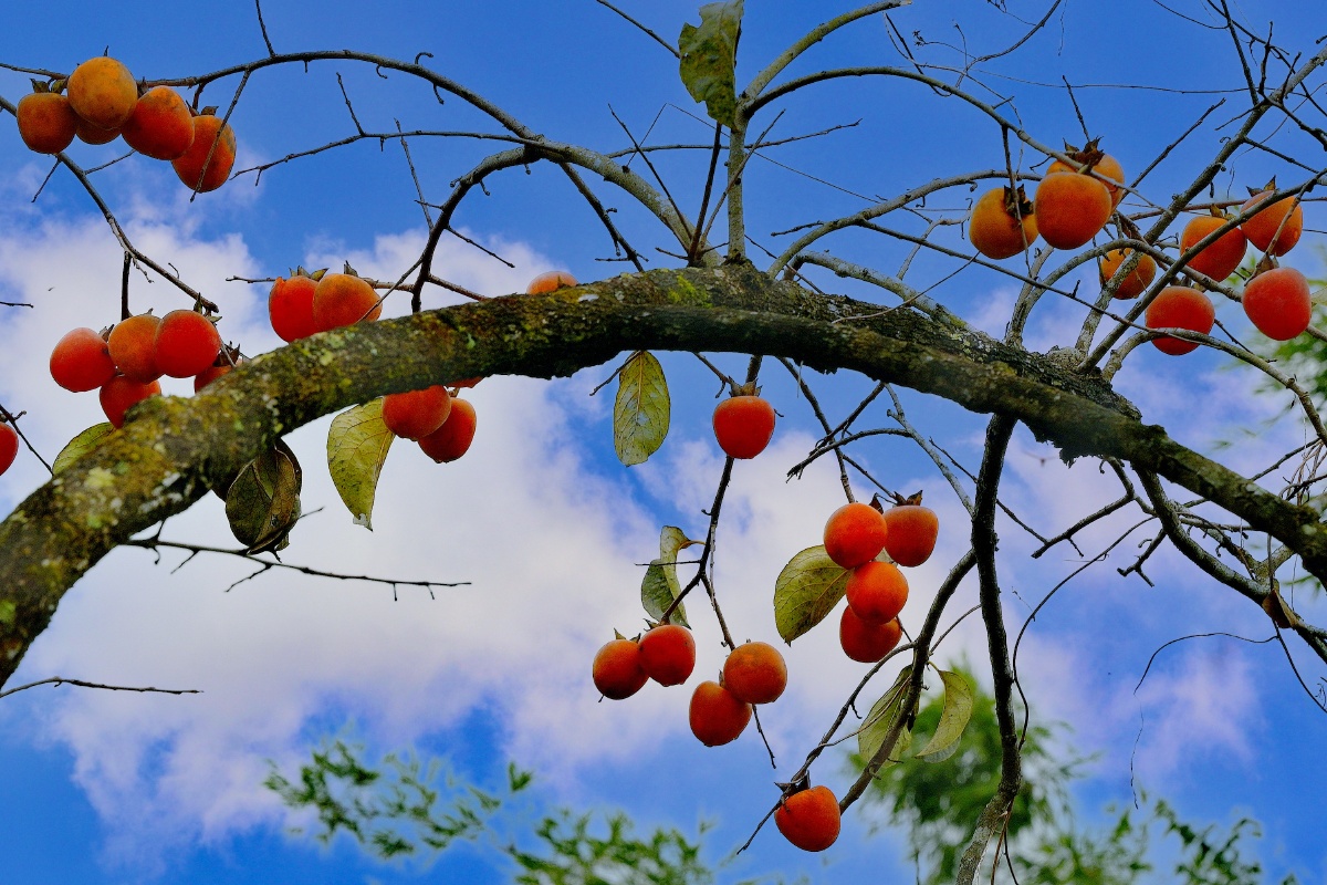 好柿连连 - 摄影师159498186426117 - 图虫