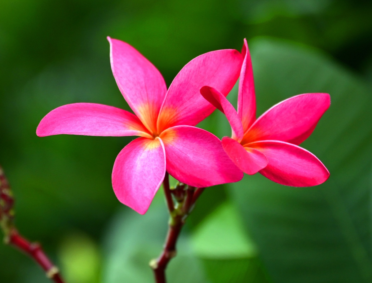 红色鸡蛋花 - 摄影师159498186426117