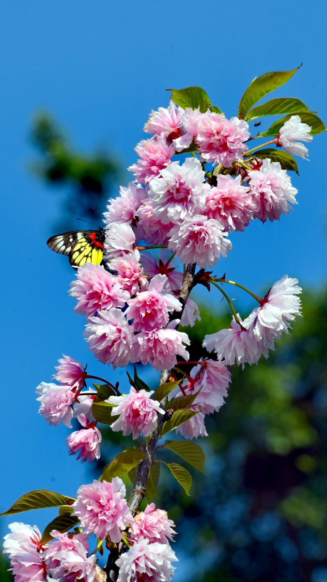 樱花- 摄影师159498186426117