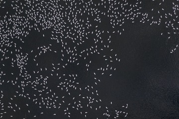 DJI_0156