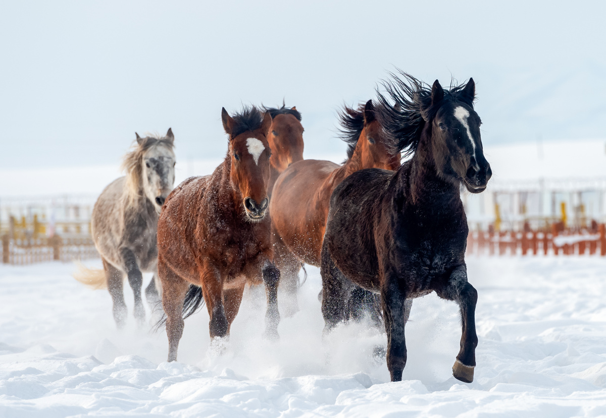 天山神鹰 - 图虫网 - 优质摄影师交流社区