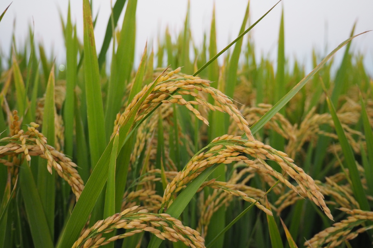 丰收/稻田 - 只撑一把伞 - 图虫