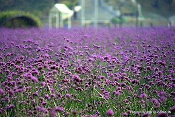 紫色花海