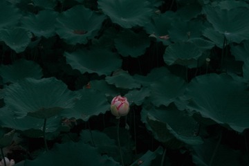 A7331346-F1AB-480A-94F6-2F0A452F1CAB/L0/001