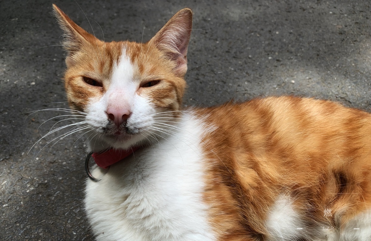 晒太阳的橘猫