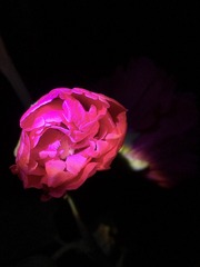 0BC73113-F2FE-4D1E-82A5-DFBF2C4DCB1A/L0/001