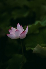 228F86C3-77D5-4623-96CA-0046D24D2D82/L0/001