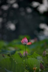 1557563
