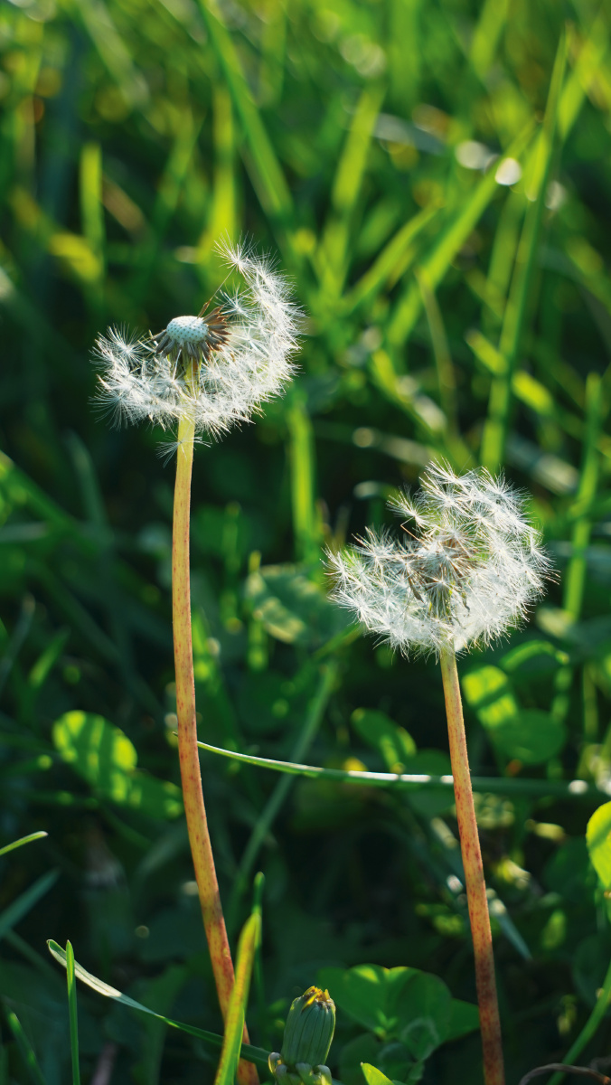 谁能找到紫色蒲公英
