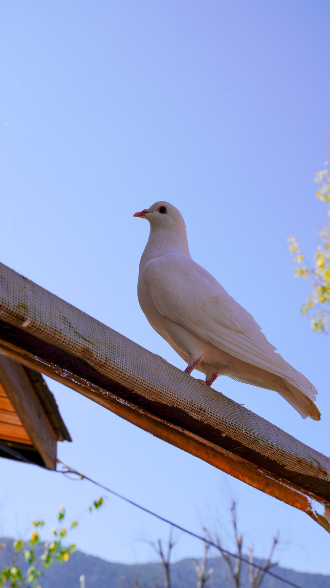 海埂公园的鸽子肥肥胖胖,就像一只小鸡,并且它们还会对你秀恩爱