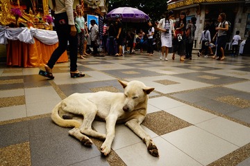 _DSC2711