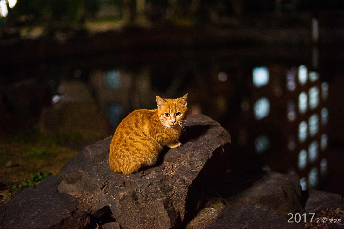 夜拍猫咪