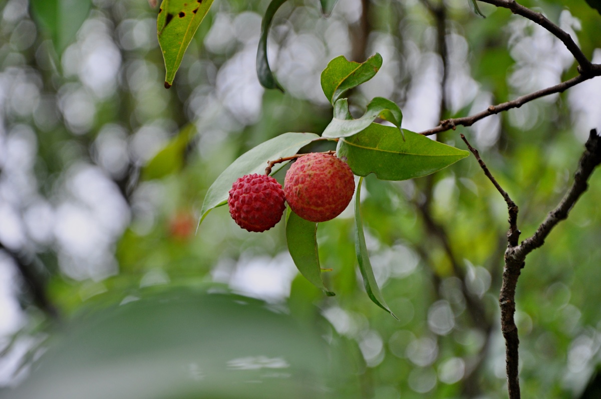 生在北回归线上的两颗荔枝