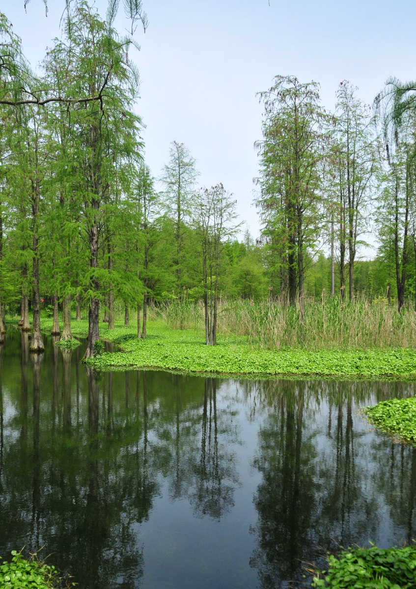 一组水杉林