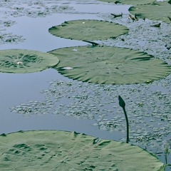 90B12998-B10C-4778-8F5E-E641AB3AF182/L0/001