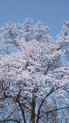 A7F02F94-9D67-4710-9633-E81661304FB0/L0/001