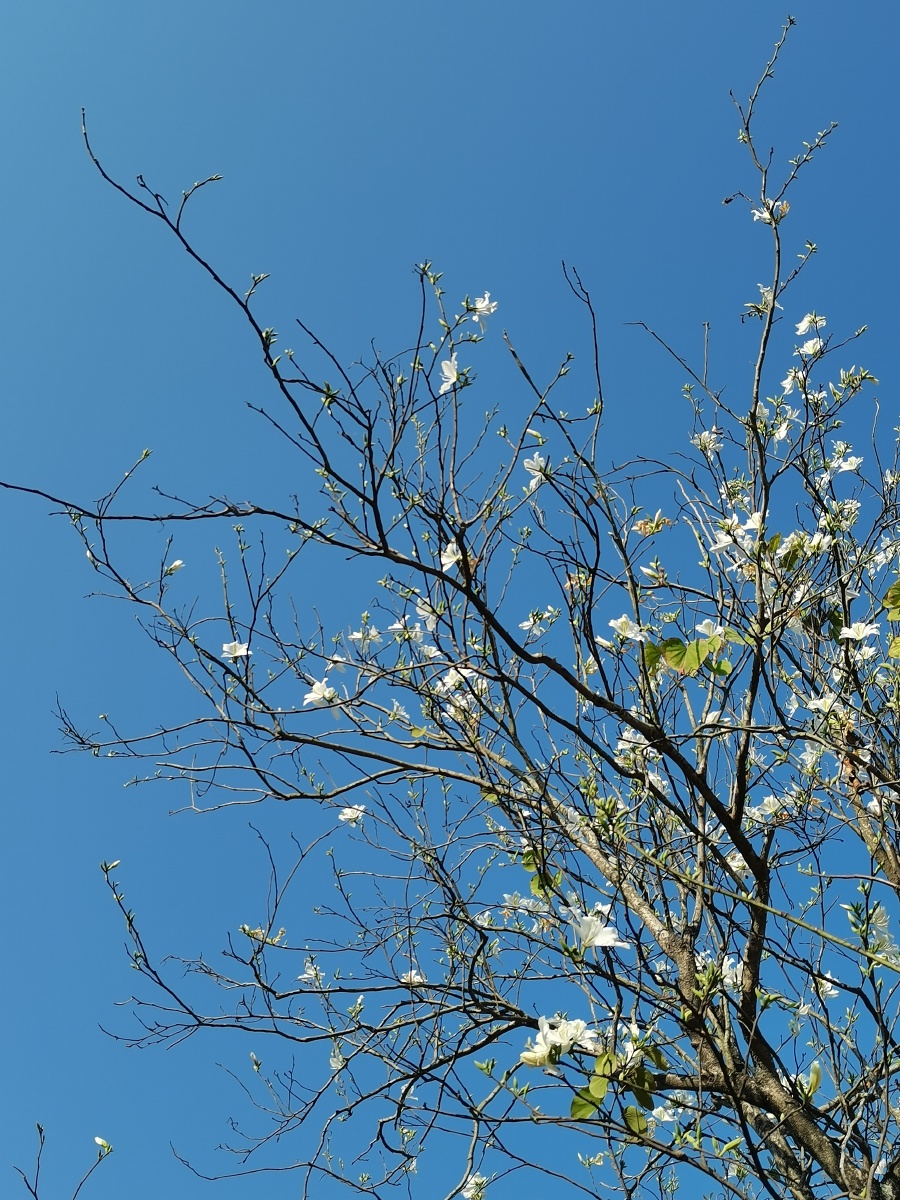 第一次见白花洋紫荆,比紫色的多一份淡雅,别有一番韵味! - 温柔半两o 