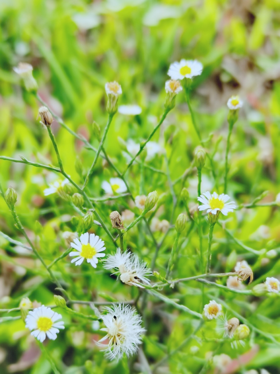 小野花的春天