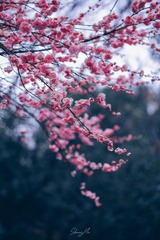 D2501E33-3AE8-457F-9596-8DC6AC91474F/L0/001