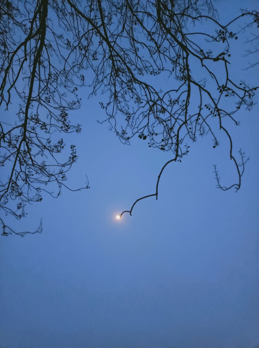 我家的梧桐树结了一个月亮果