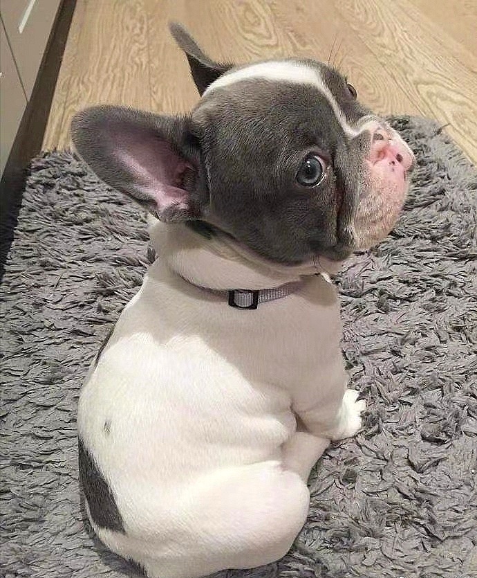 我可爱的,大嘴儿