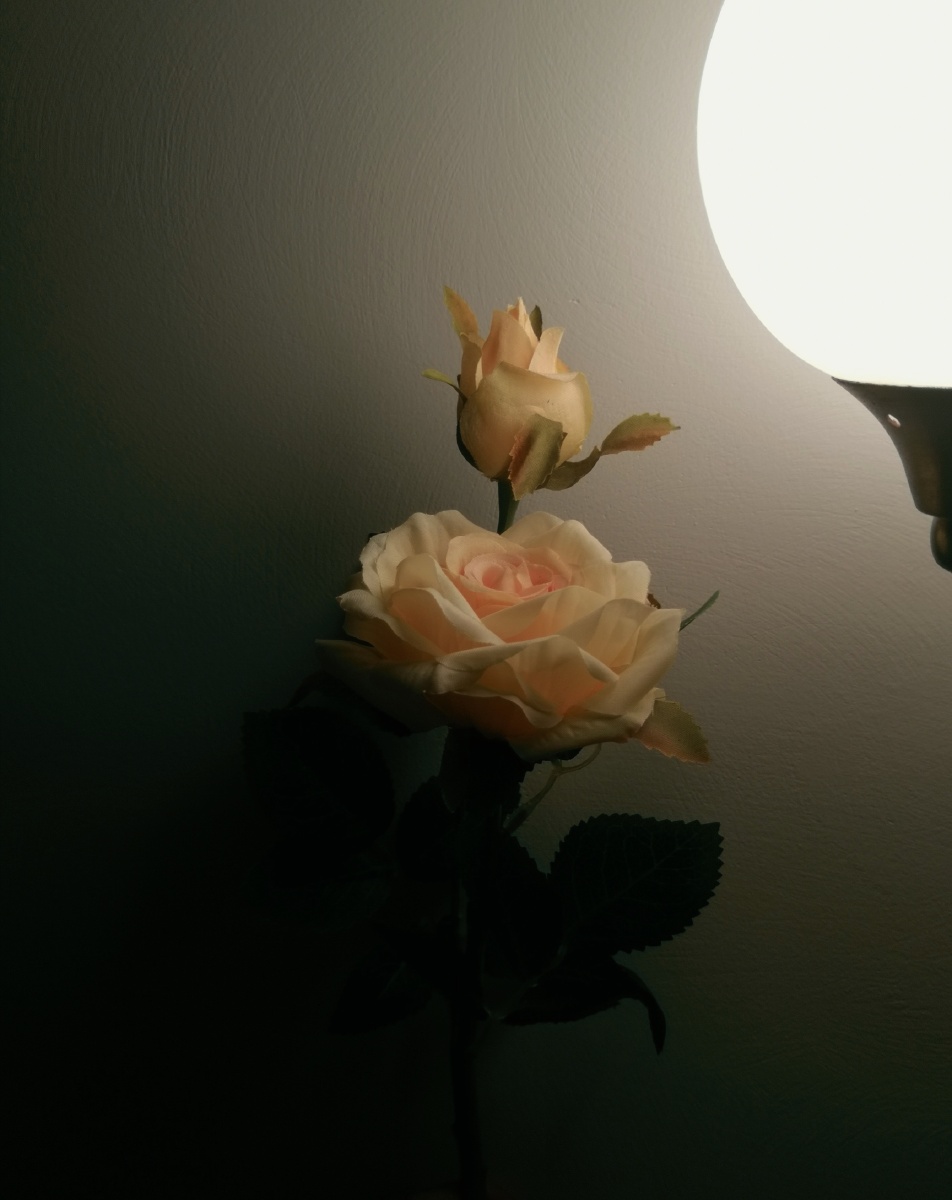 t3滤镜花玫瑰_del_静物41713爱花的爱情颜色花瓣恋爱的还没有人打赏