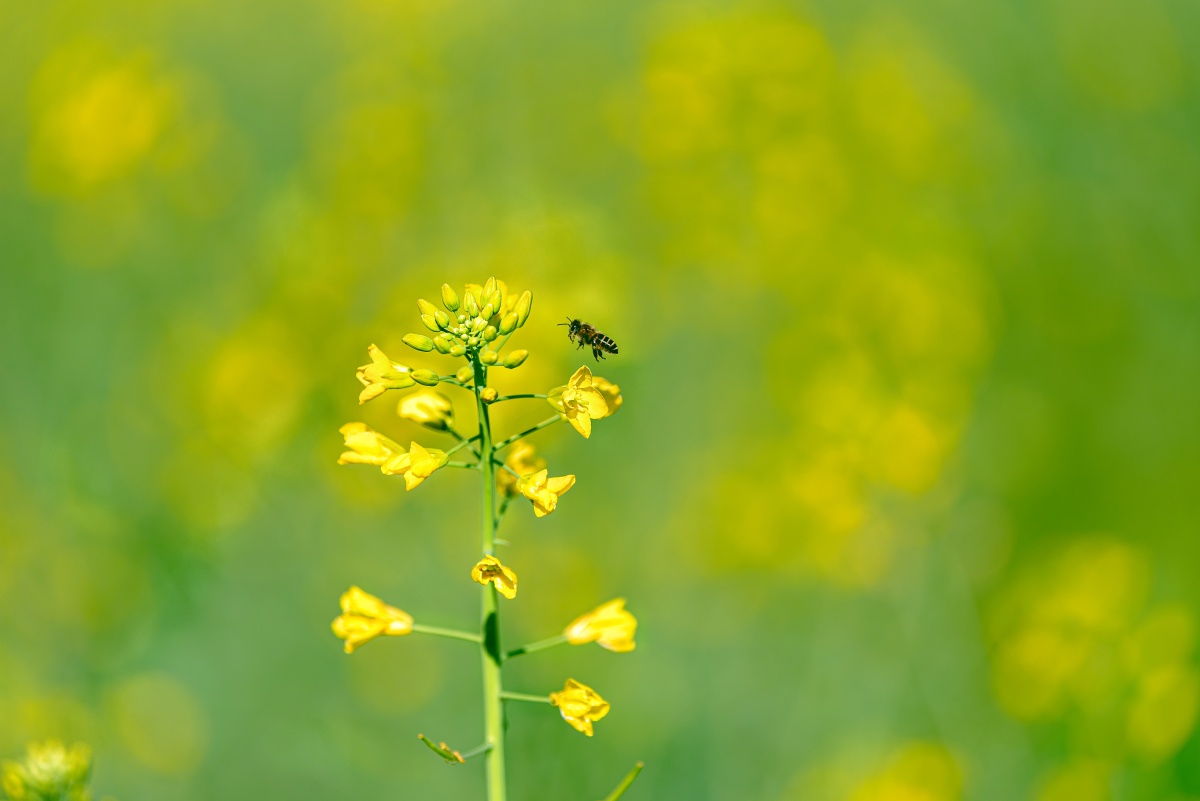 2021油菜花拍摄于攀枝花昔格达村攀枝花头条