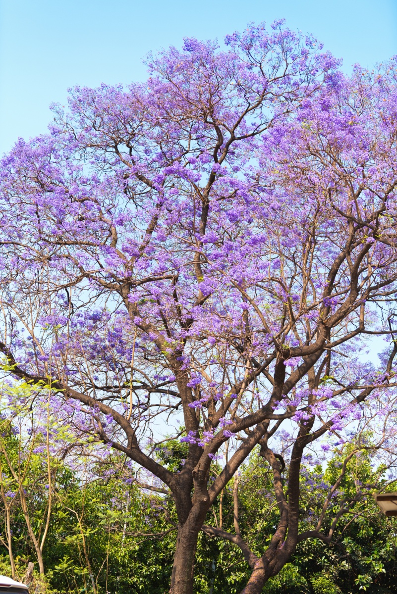 蓝花楹正当时拍摄于攀枝花大花地