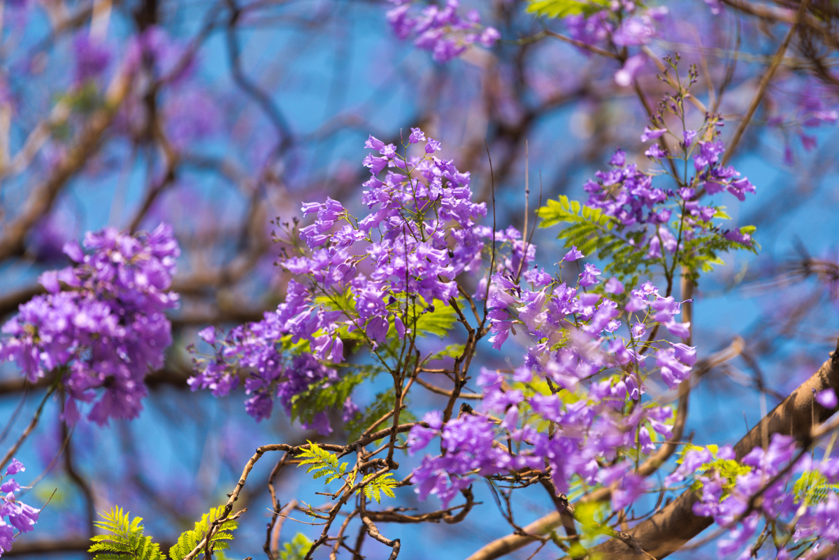蓝花楹正当时拍摄于攀枝花大花地