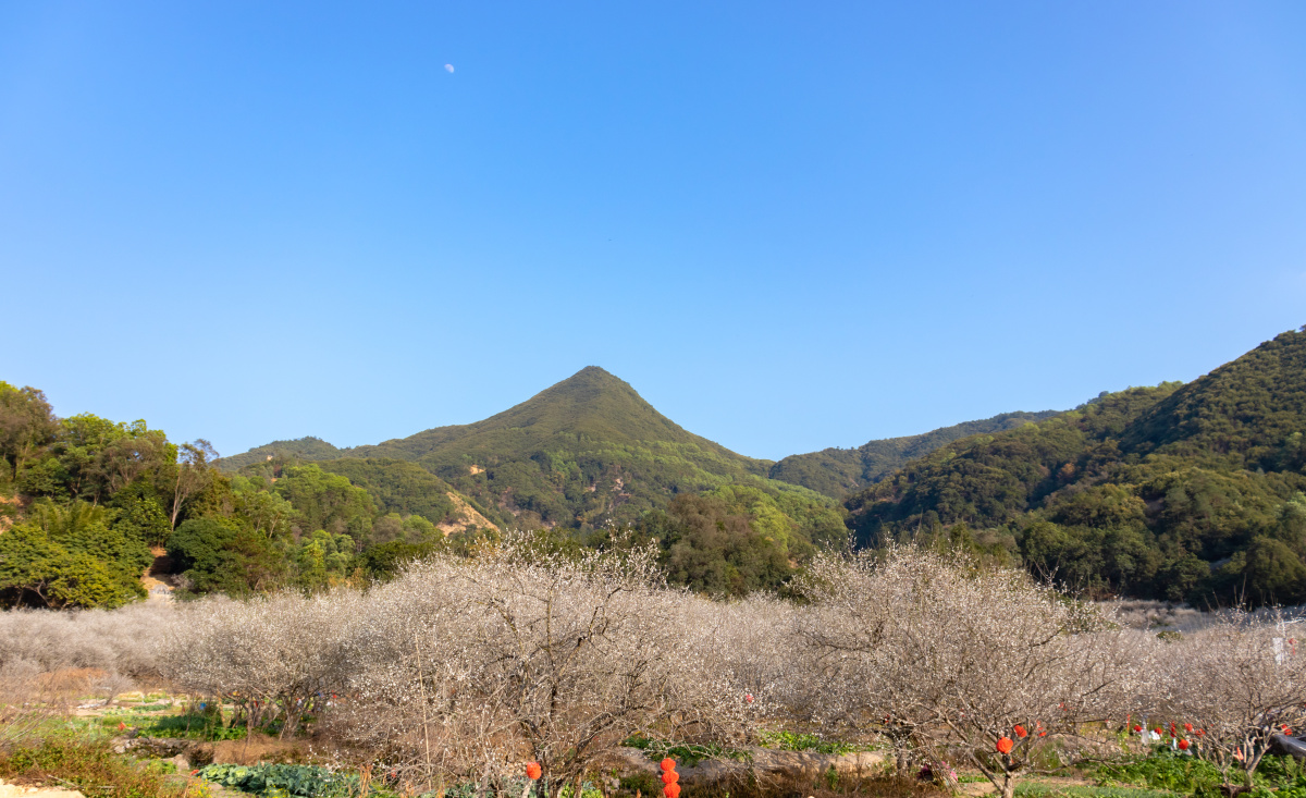 揭阳揭西坪上的梅花好山好水好花