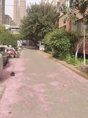1000072244