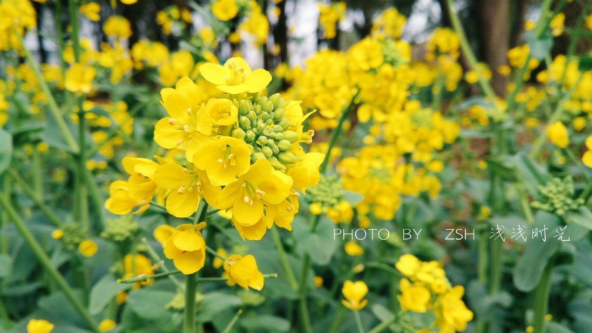 一组油菜花vivox7plus