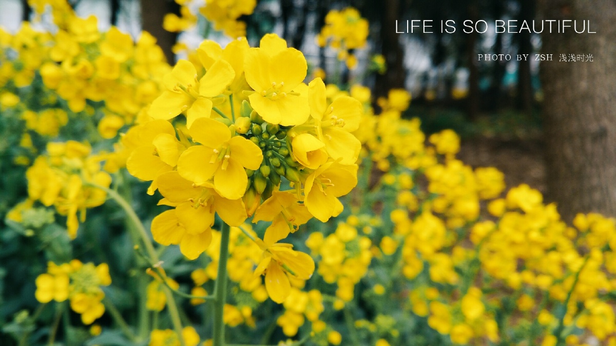 一组油菜花vivox7plus