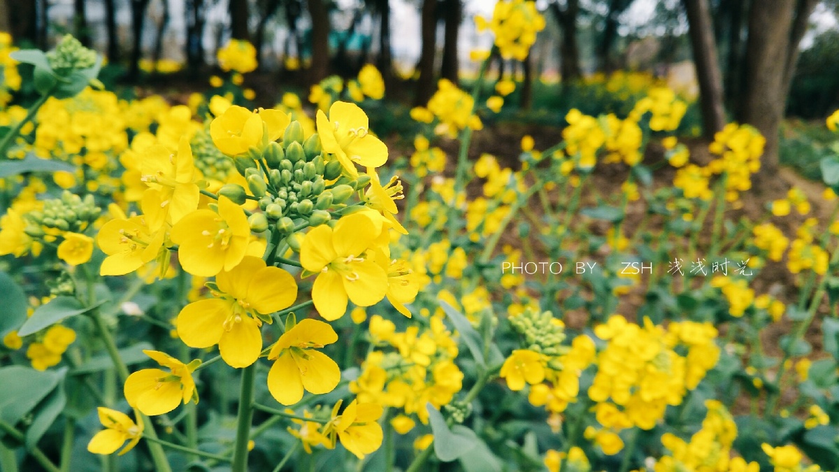 一组油菜花vivox7plus