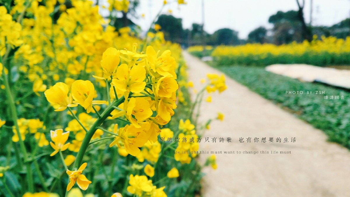 油菜花·vivox7plus