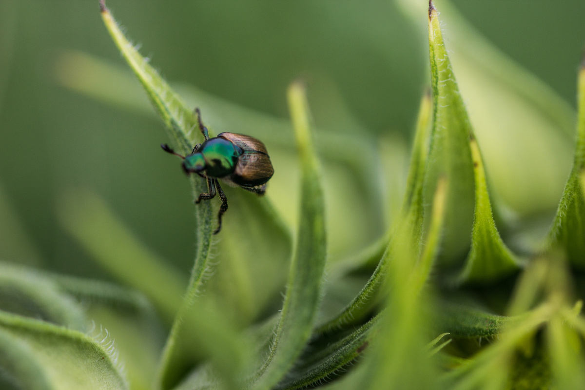 屎壳郎宝宝嘿嘿老板们点个关注吧谢谢