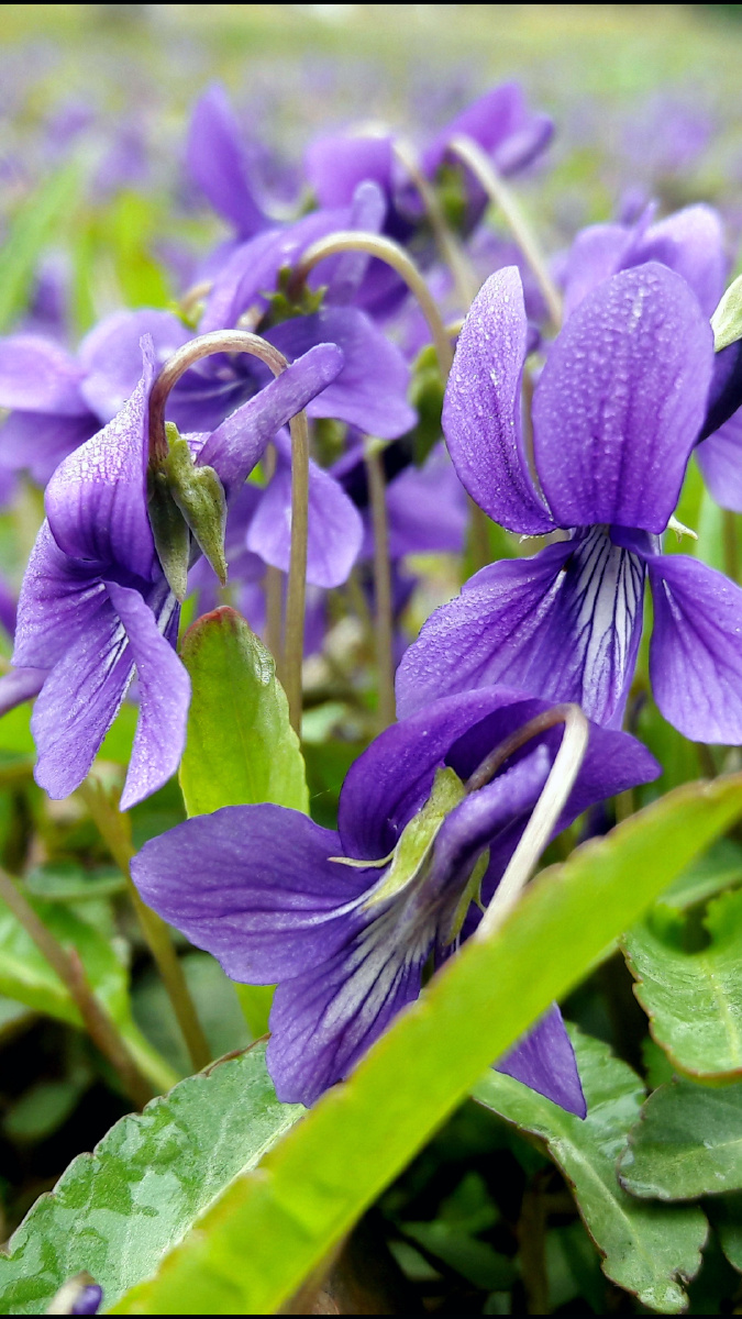 675_1200竖版 竖屏