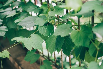 _DSC0707