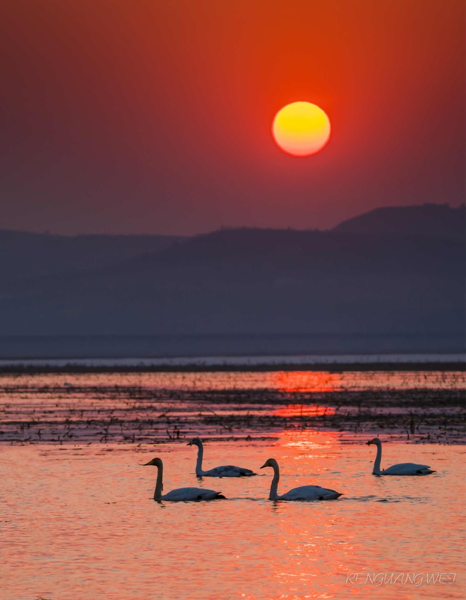 夕阳下的四小天鹅