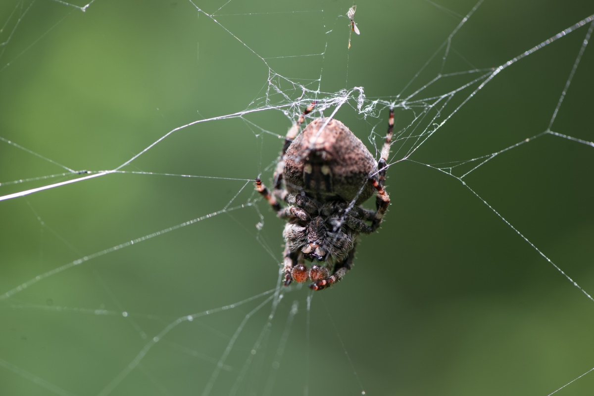 园蛛orb weaver 蜘蛛目(araneida)园蛛科(araneidae,argiopidae或epei
