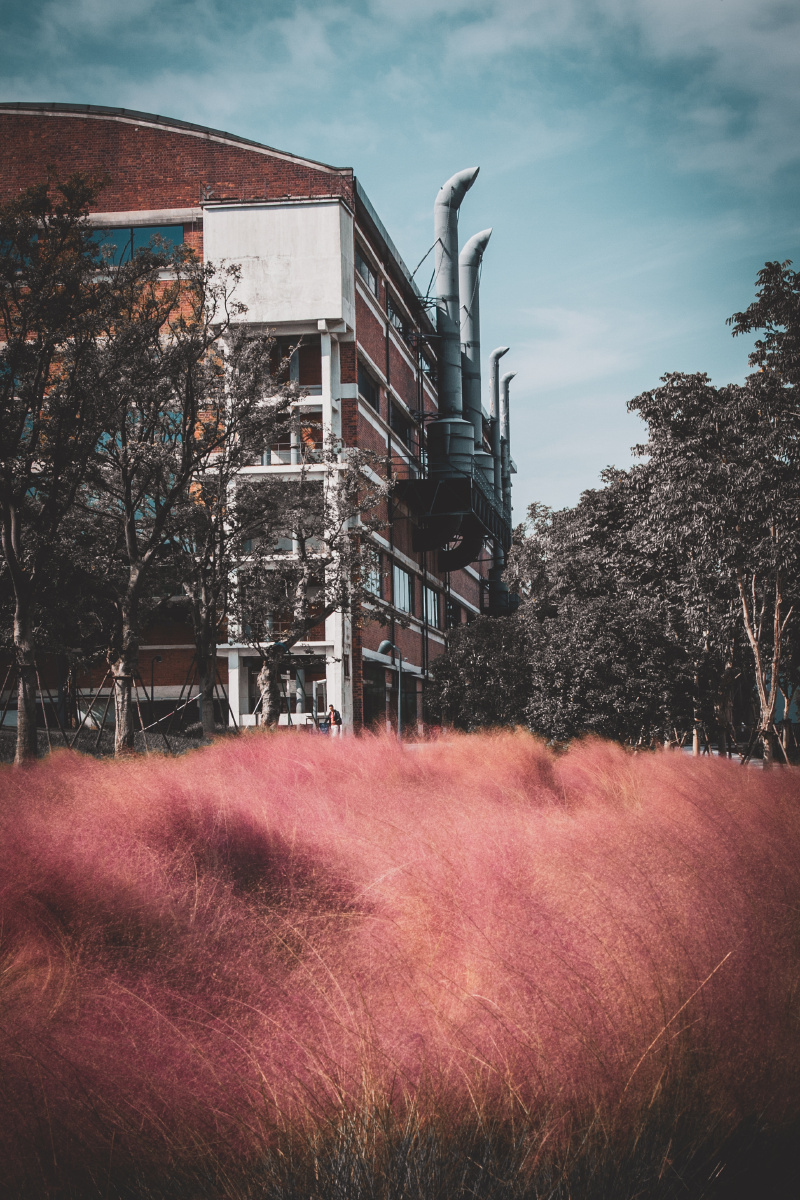 粉黛乱子如梦似幻的粉色海浪