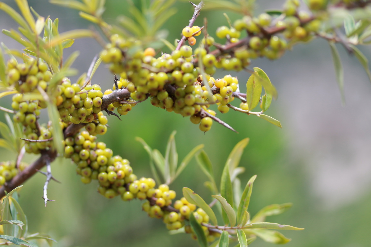 硕果累累的酸刺
