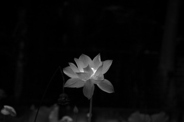 _IGP3900