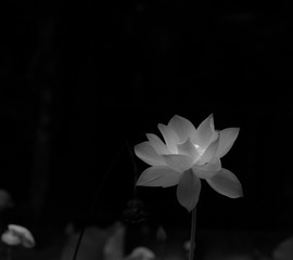未命名-2-219