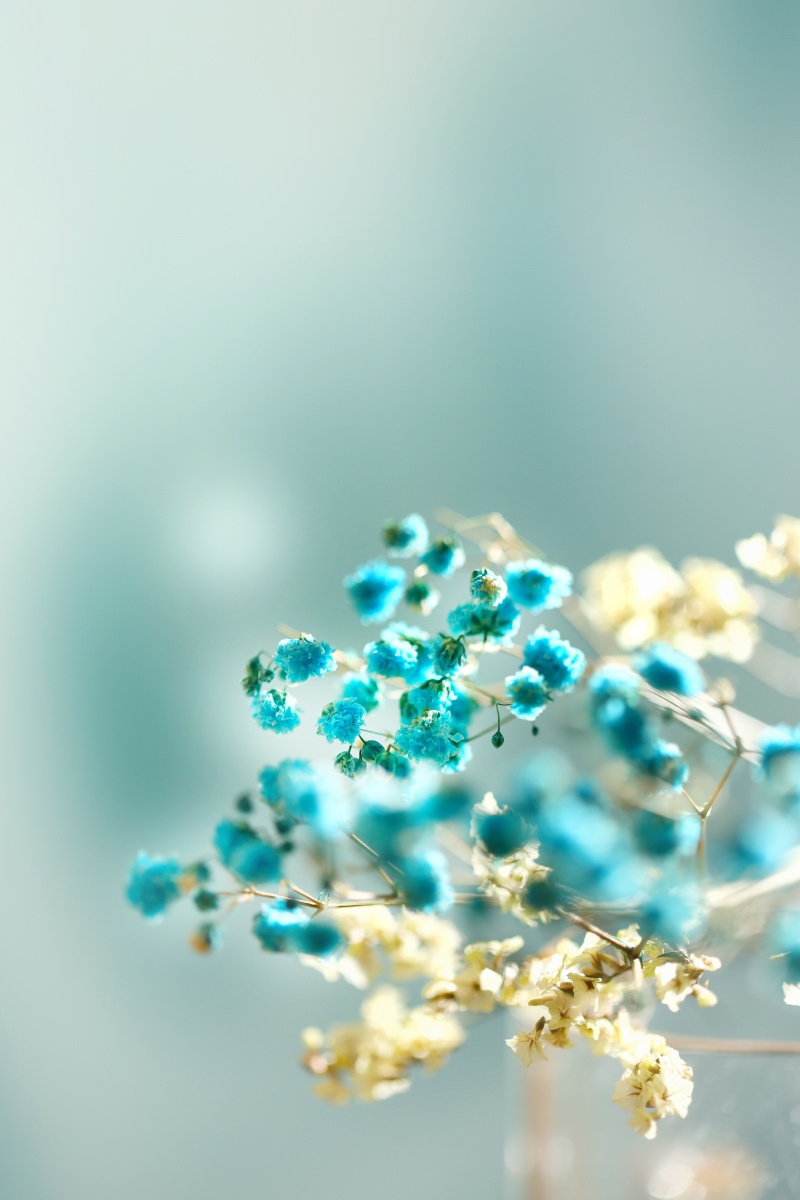 圆锥石头花 - 里好 - 图虫