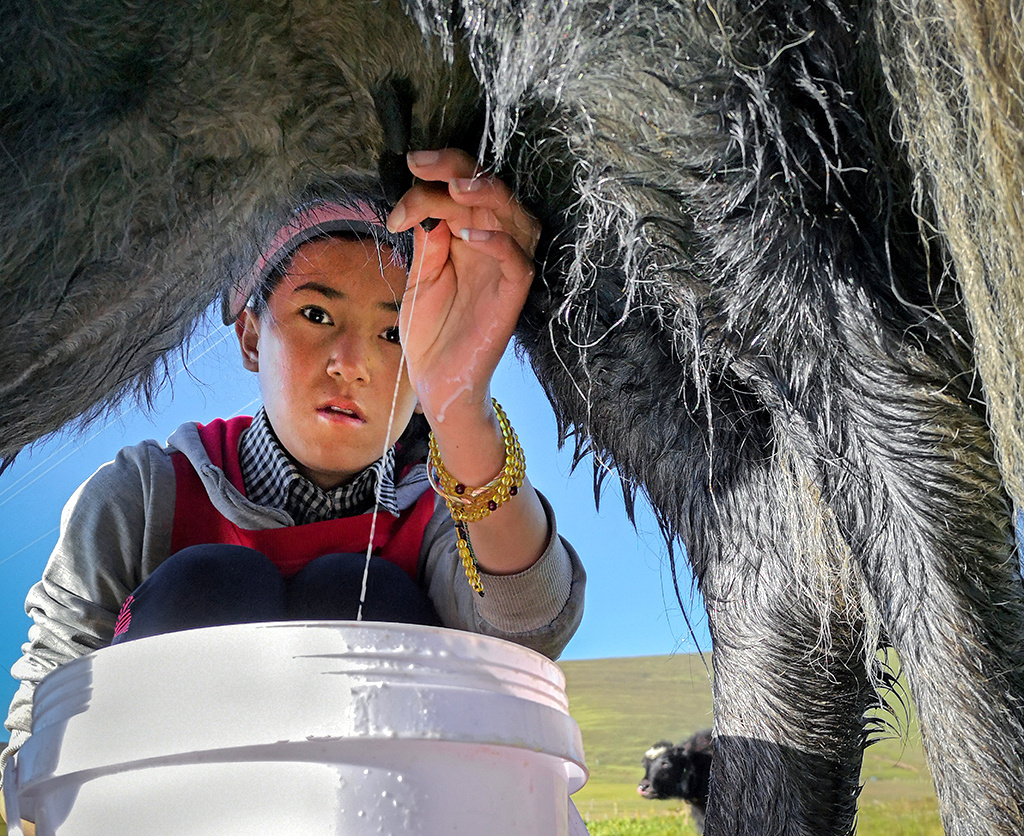 挤牛奶的小姑娘