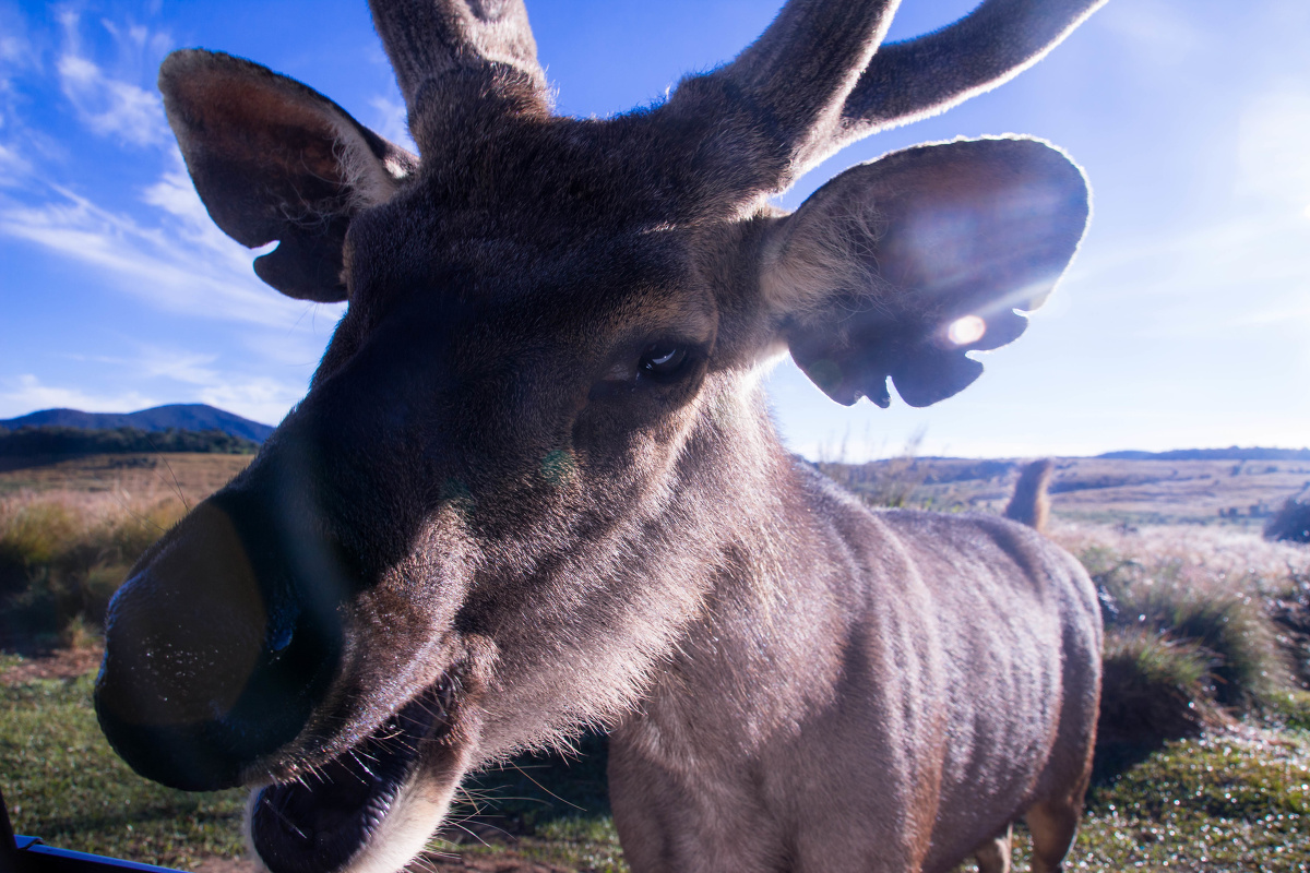 在世界尽头微笑的鹿