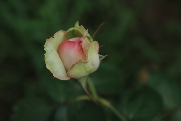 3380684